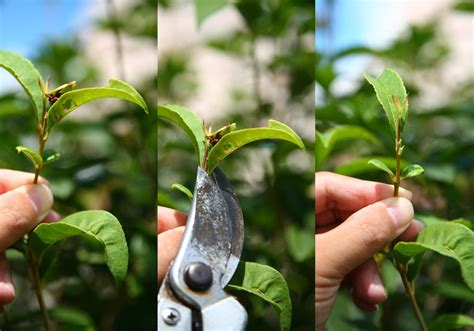 桂樹種植|秋日桂花香！達人教你在家種花、品香